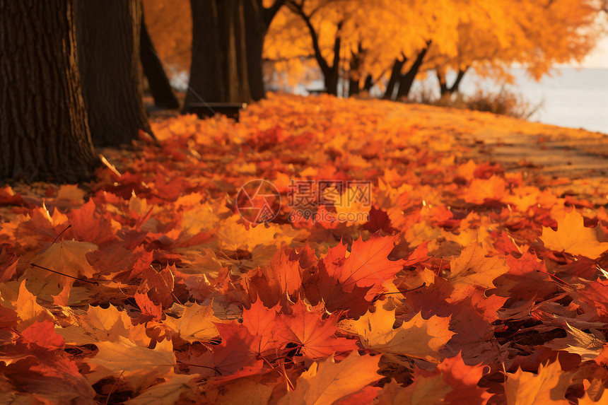「落葉」用英語怎麼說?一起介紹落葉樹的枯葉和楓葉的英語表達!