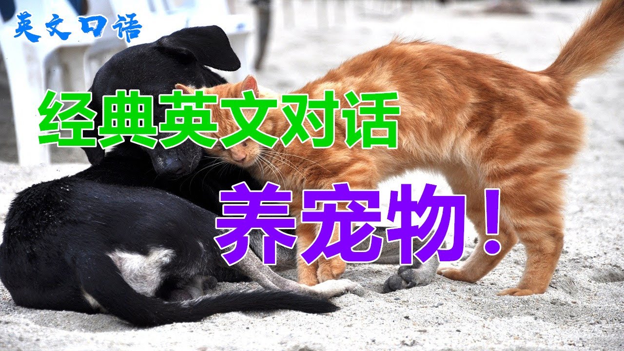 與寵物相關的英語表達，你能用英語說寵物的話題嗎？