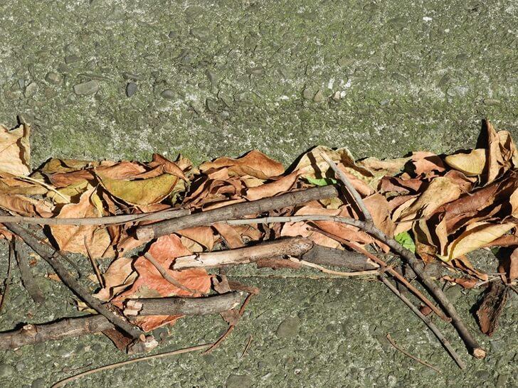 「落葉」用英語怎麼說?一起介紹落葉樹的枯葉和楓葉的英語表達!