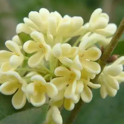 象徵秋天到來的「桂花」用英語怎麼說？加碼介紹各種花的說法！