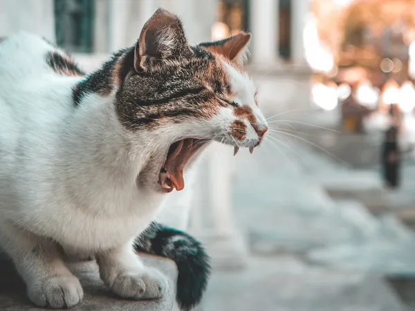 英語中不同等級的「疲勞」怎麼說？精選12個當你感到疲憊時可以使用的說法！