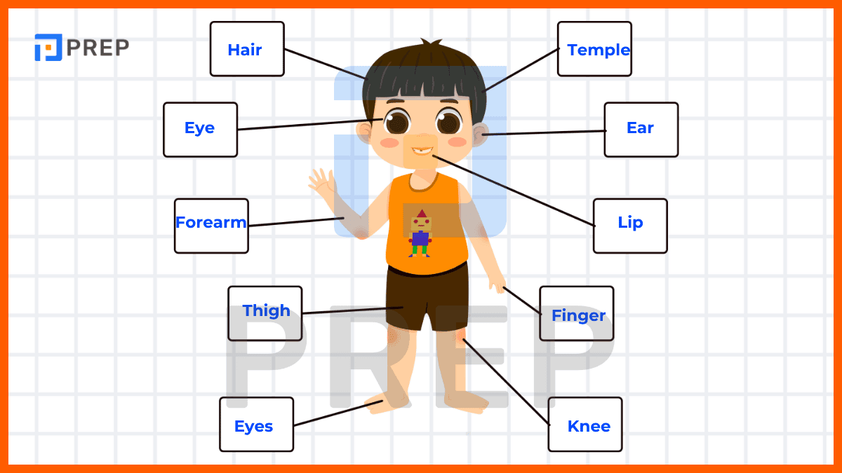身體部位用英語怎麼說？不知道的單字竟意外的多！