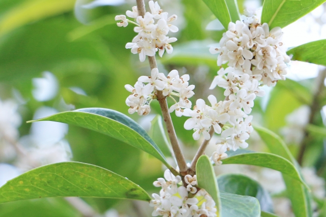 象徵秋天到來的「桂花」用英語怎麼說？加碼介紹各種花的說法！