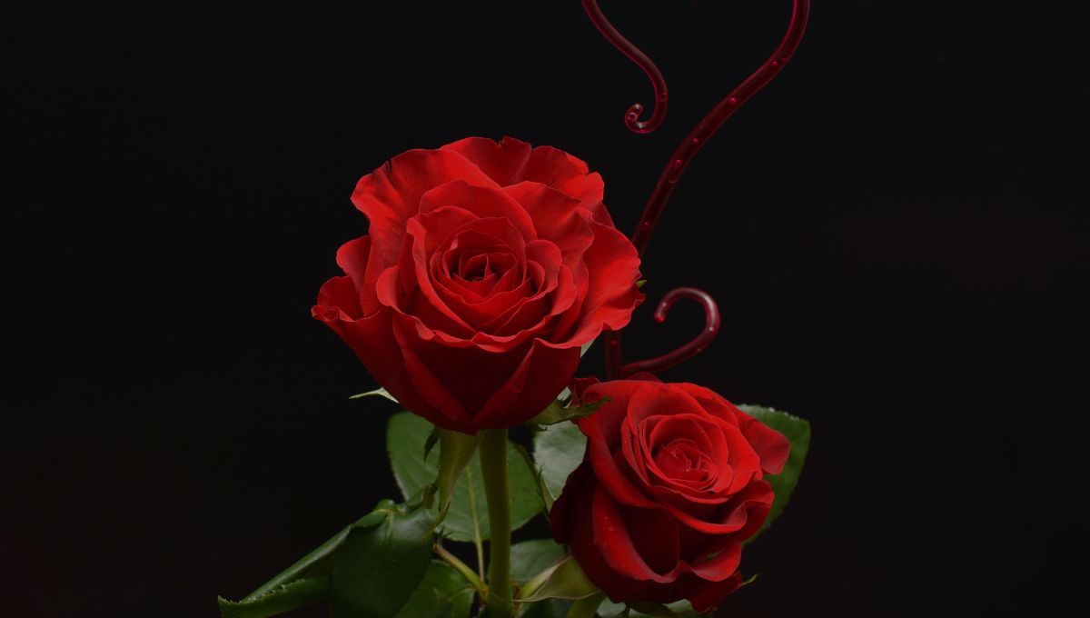 想送花給心儀對象嗎？快來學學各種花的英文花語吧！