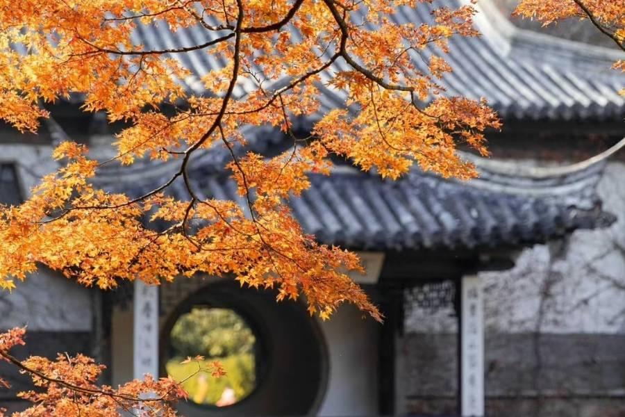 讓人想到秋天的銀杏！它的英語怎麼說？加碼介紹香味的表達！