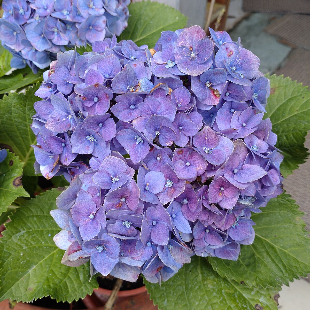 繡球花用英語怎麼說？用英文表達繡球花的花語吧！