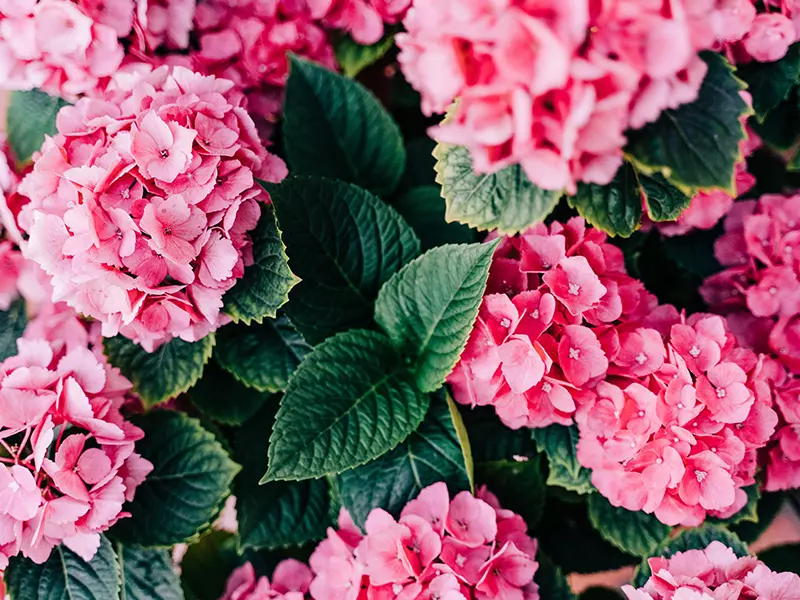 繡球花用英語怎麼說？用英文表達繡球花的花語吧！