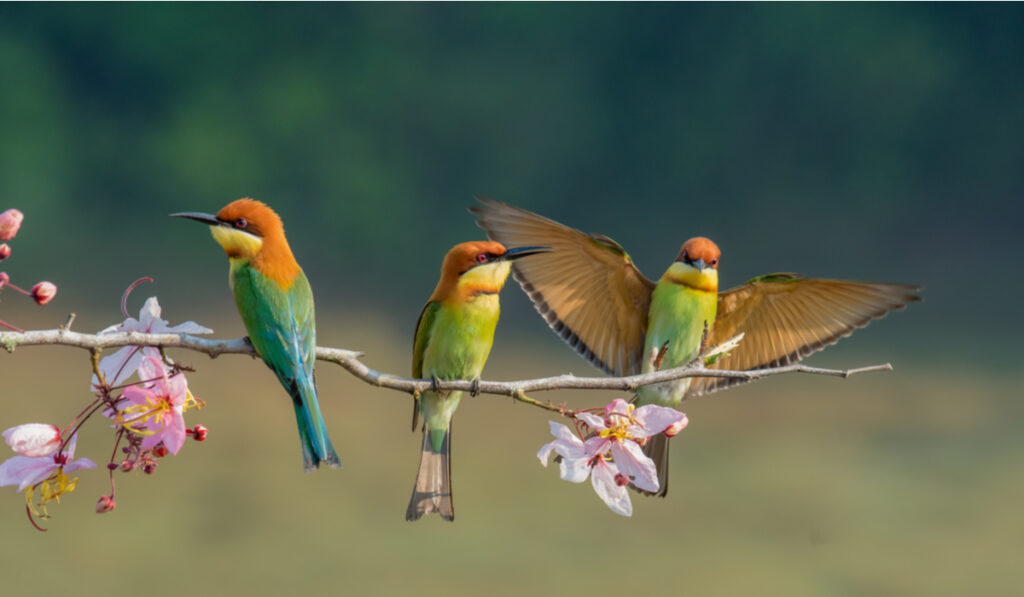 用英文解釋鳥類！也介紹了與鳥類相關的慣用語和英語表達