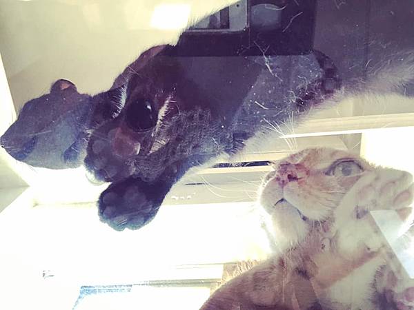 來學各種和「貓咪」有關的片語和諺語！