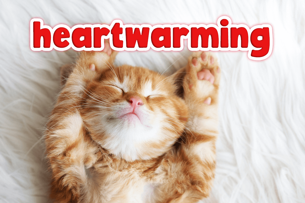 與寵物相關的英語表達，你能用英語說寵物的話題嗎？