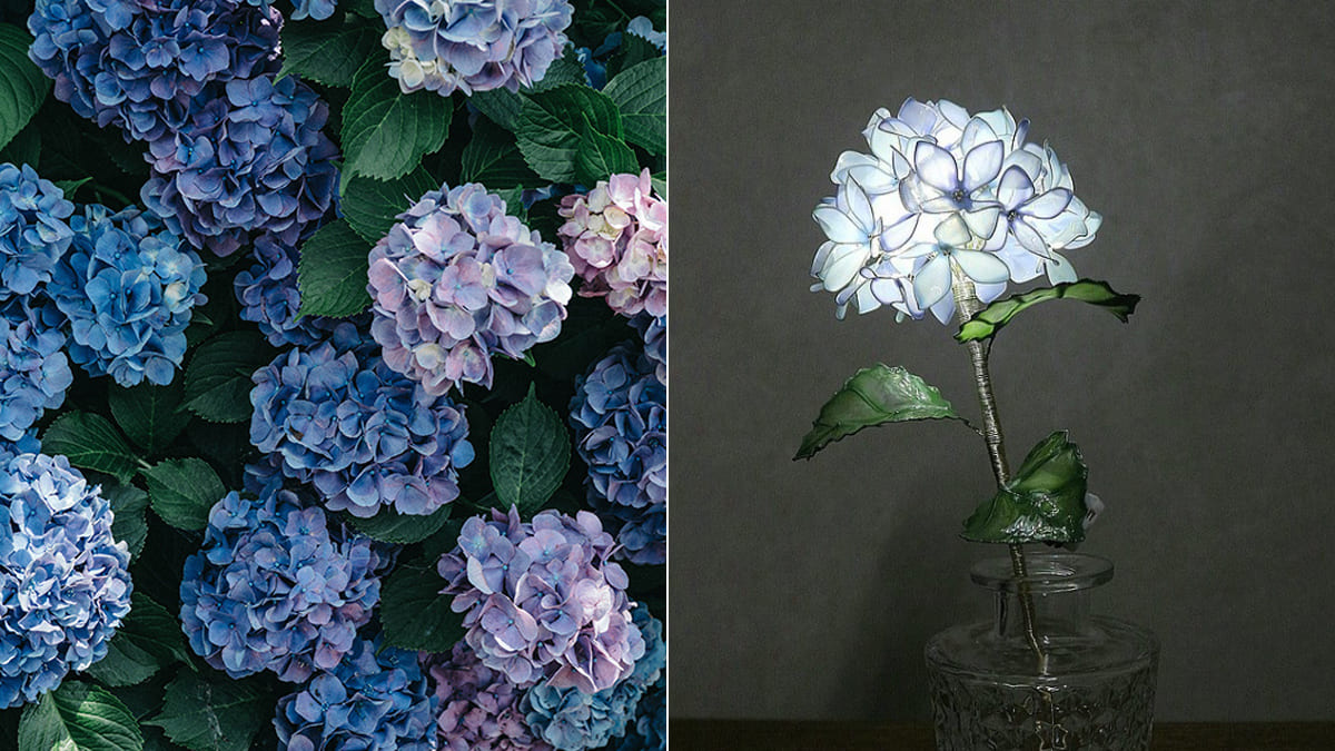 繡球花用英語怎麼說？用英文表達繡球花的花語吧！