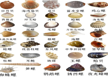 「扇貝」的英語怎麼說？加碼介紹蛤蜊等其他貝類！