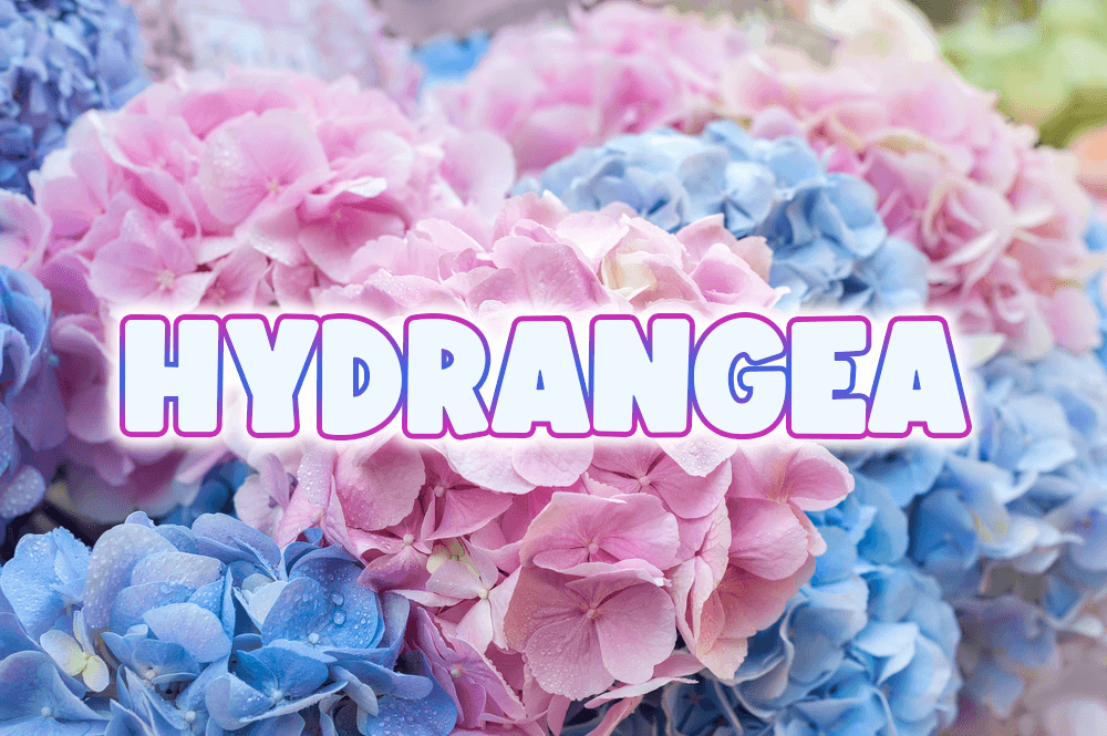 繡球花用英語怎麼說？用英文表達繡球花的花語吧！