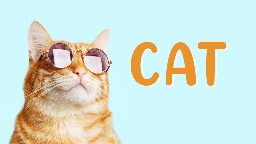 來學各種和「貓咪」有關的片語和諺語！