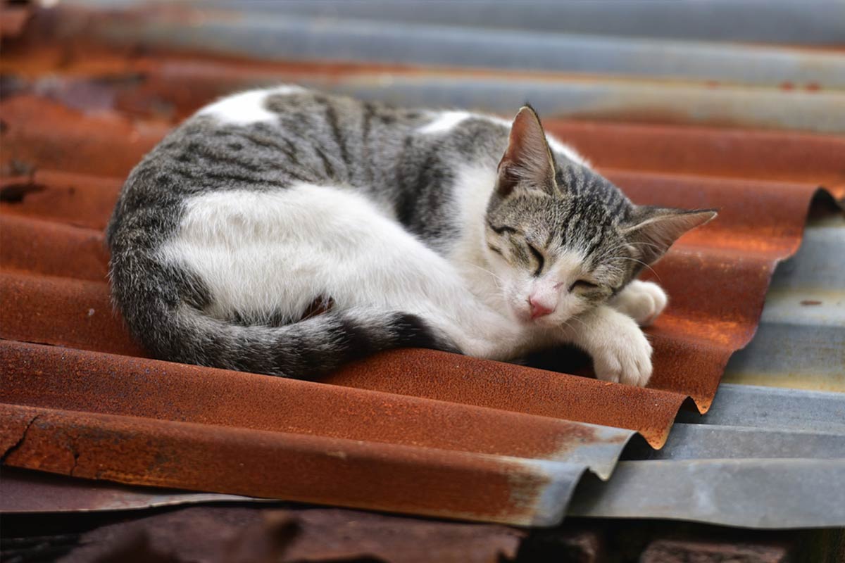 來學各種和「貓咪」有關的片語和諺語！