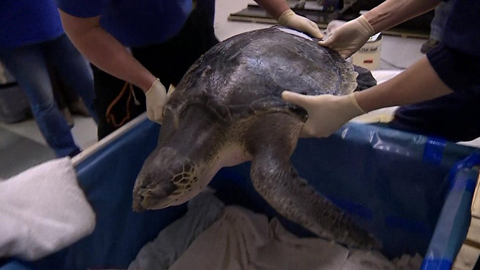 Extinct giant tortoise returns 已滅絕的巨型陸龜“起死回生”瞭