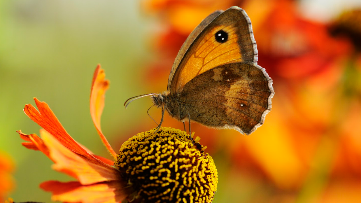 Butterfly numbers drop a mystery, say experts 英國蝴蝶數量下降現象令專傢費解