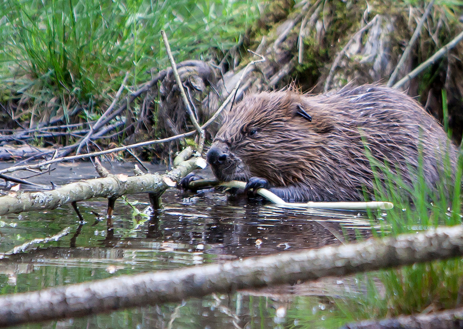 Beavers to become protected species in Scotland 河貍將成為蘇格蘭保護動物