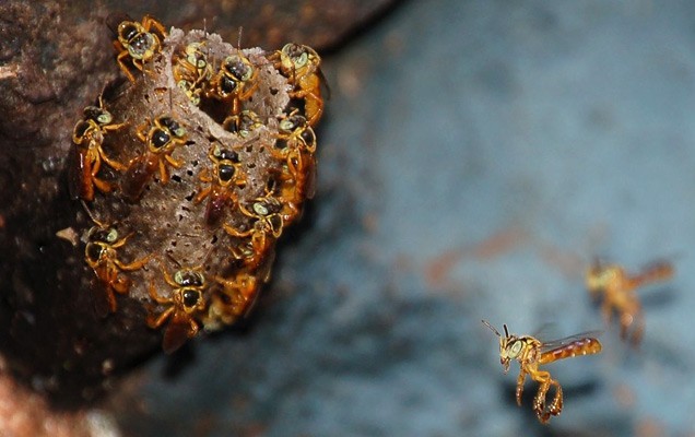 'Online' bees 科技蜜蜂已“上線”