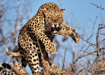 Phrasal verbs for morning routine 與 “晨間習慣” 相關的短語動詞