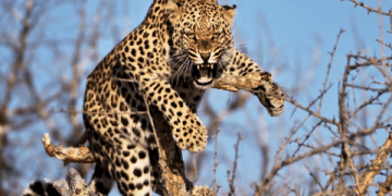 Phrasal verbs for morning routine 與 “晨間習慣” 相關的短語動詞