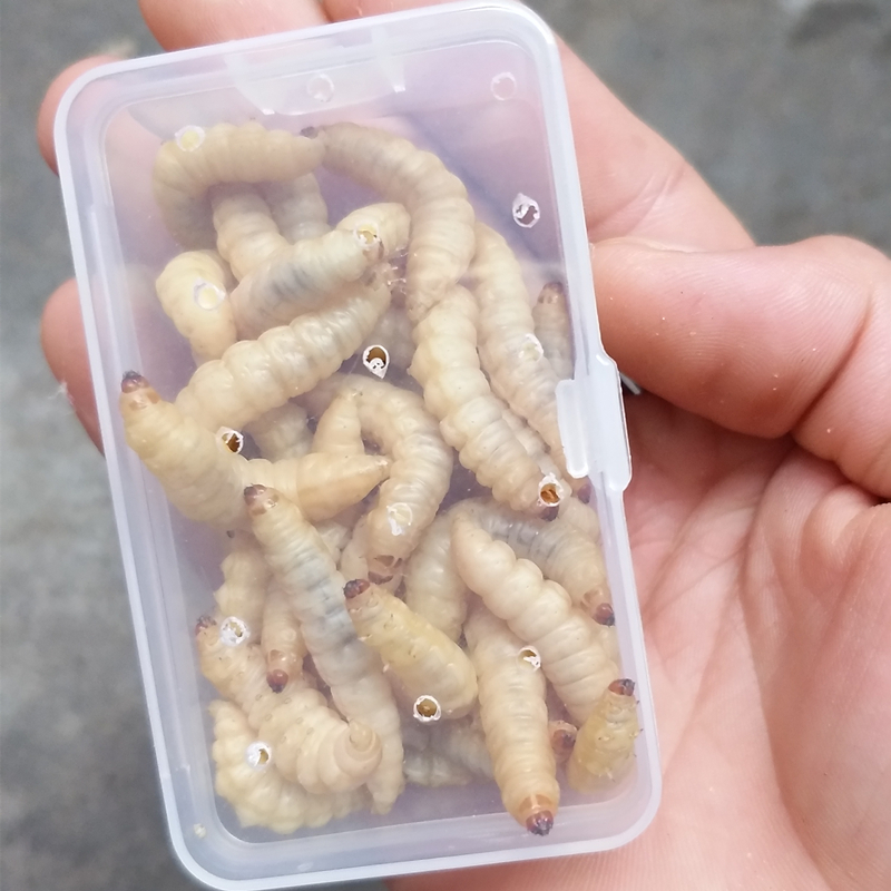 Hero worms 小蟲大用