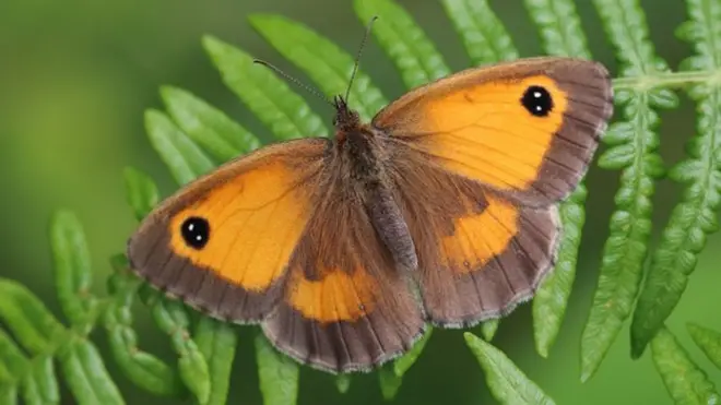 Butterfly numbers drop a mystery, say experts 英國蝴蝶數量下降現象令專傢費解