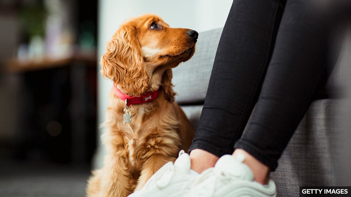 Dogs can smell stress on their owner's breath 狗能嗅得出主人壓力大