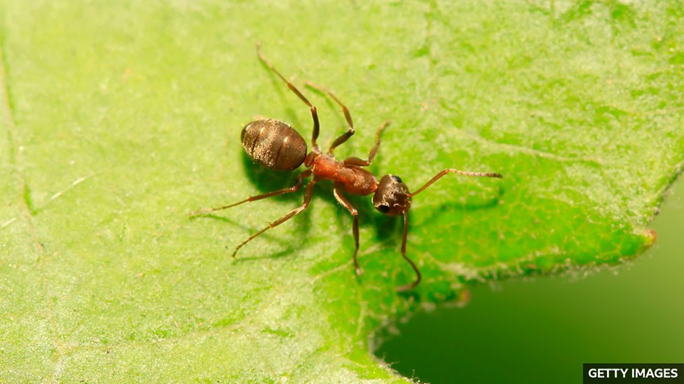Could ants help to detect cancer? 螞蟻能幫助 “嗅出” 癌癥?
