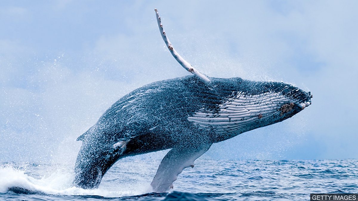The changing sound of whale song 變化萬千的鯨魚之歌
