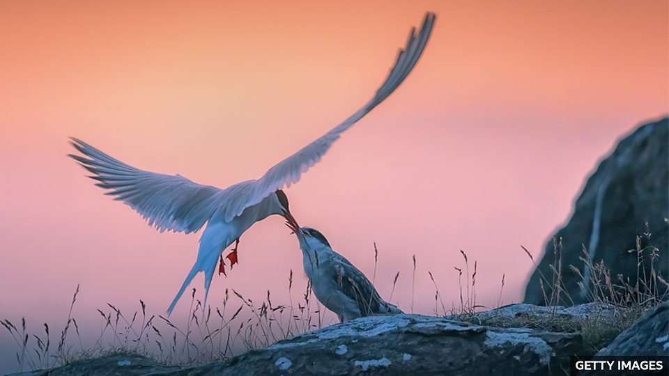 Five new British seabird species at risk 五種海鳥在英國陷入生存危機