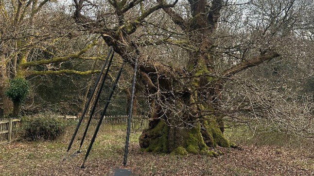 Can DNA of 800-year-old oak help save future forests? 八百歲古橡樹的 DNA 能幫助我們拯救未來的森林嗎?