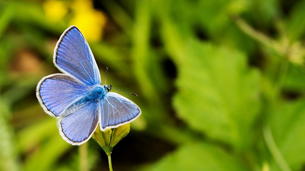 Butterfly numbers drop a mystery, say experts 英國蝴蝶數量下降現象令專傢費解