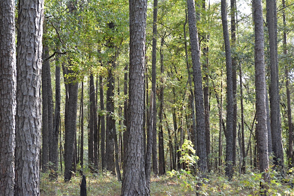 Forest bathing 森林浴