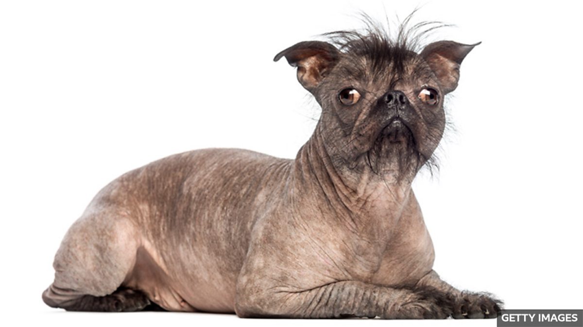The ugly-cute phenomenon – what is our obsession with ugly pets? “又醜又可愛” 現象——我們為什麼癡迷於長得醜的寵物?