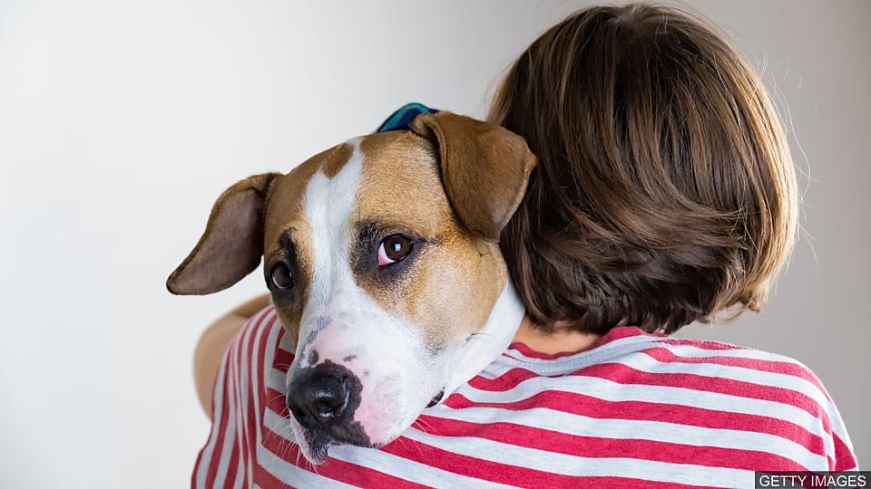 Dogs could help detect malaria 狗能從襪子裡 “聞” 出人是否患有瘧疾