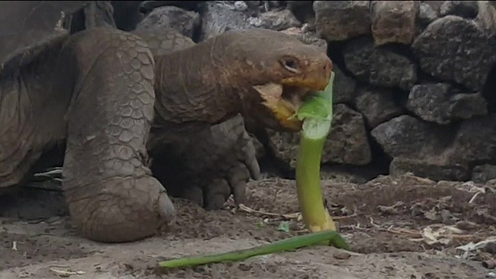 Extinct giant tortoise returns 已滅絕的巨型陸龜“起死回生”瞭