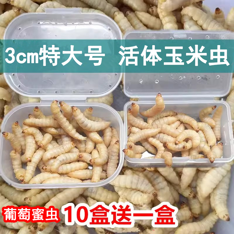 Hero worms 小蟲大用