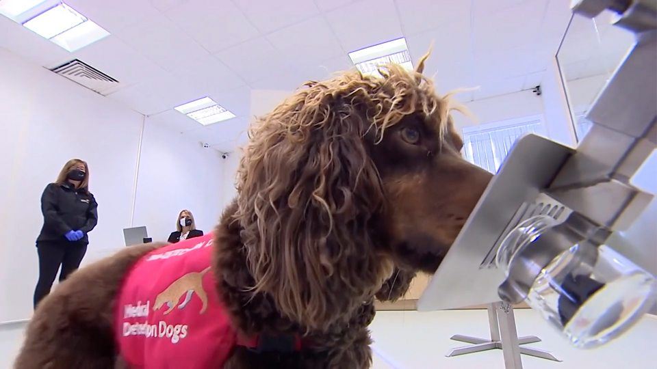 Dogs can smell stress on their owner's breath 狗能嗅得出主人壓力大