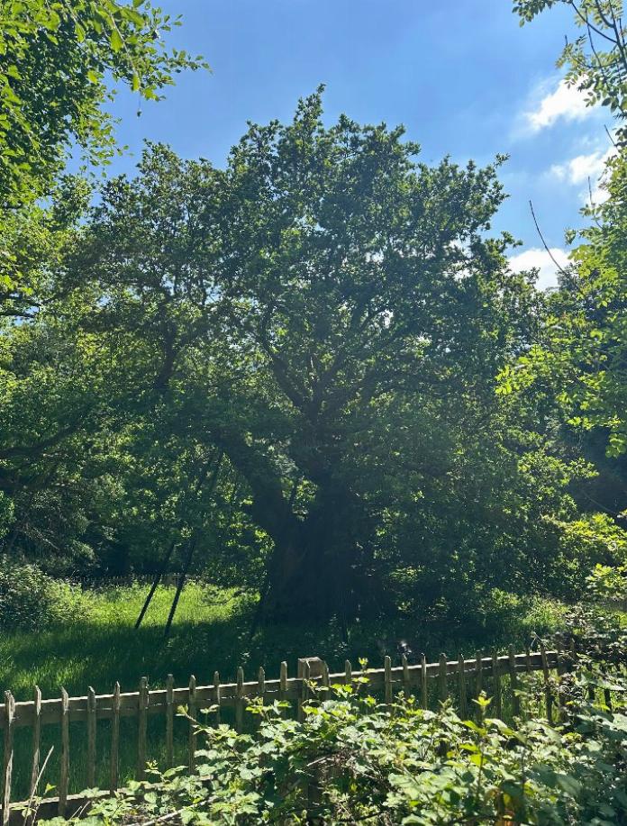 Can DNA of 800-year-old oak help save future forests? 八百歲古橡樹的 DNA 能幫助我們拯救未來的森林嗎?
