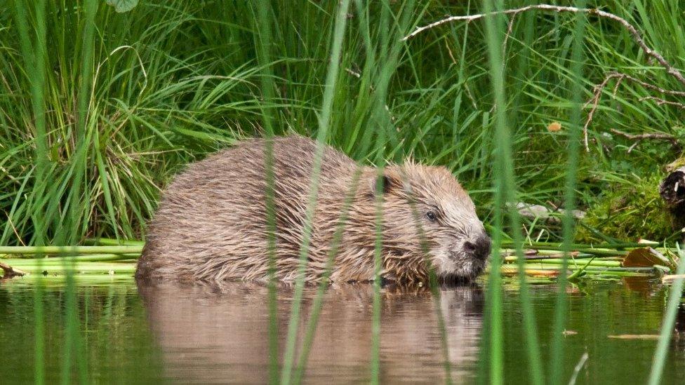 Beavers to become protected species in Scotland 河貍將成為蘇格蘭保護動物