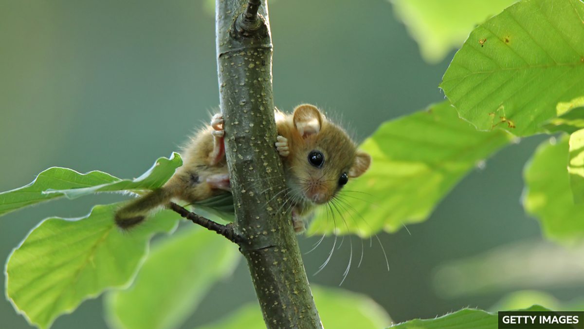Report reveals one in six UK species is at risk of extinction 報告顯示英國六分之一物種面臨滅絕風險