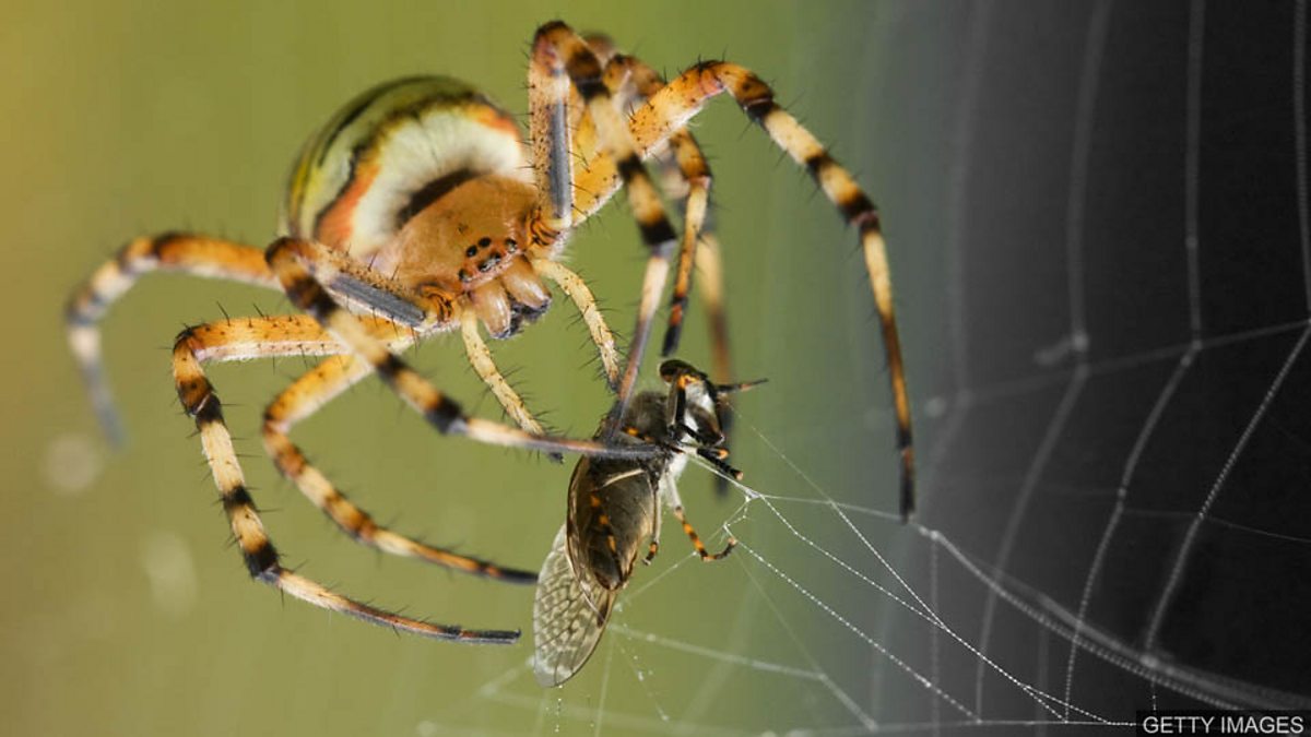 Spiders inspire double-sided sticky tape to heal wounds 以蜘蛛網為靈感的雙面膠帶可粘合傷口