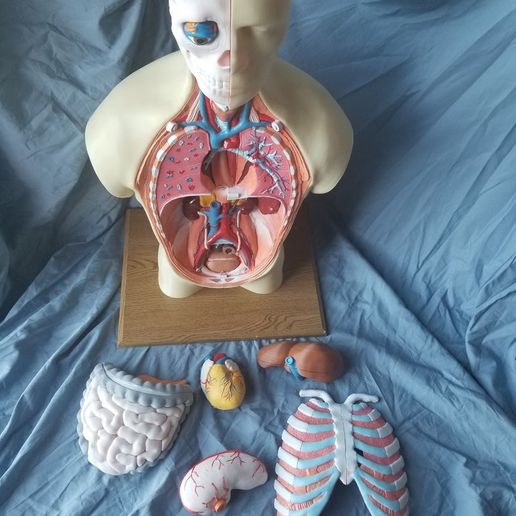 3D printing human anatomy 用 3D 打印技術制作出的人體解剖模型