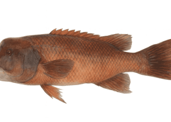 用一般現在時談論將來