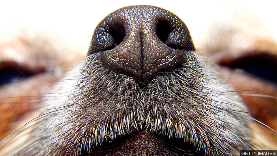 Dogs could help detect malaria 狗能從襪子裡 “聞” 出人是否患有瘧疾
