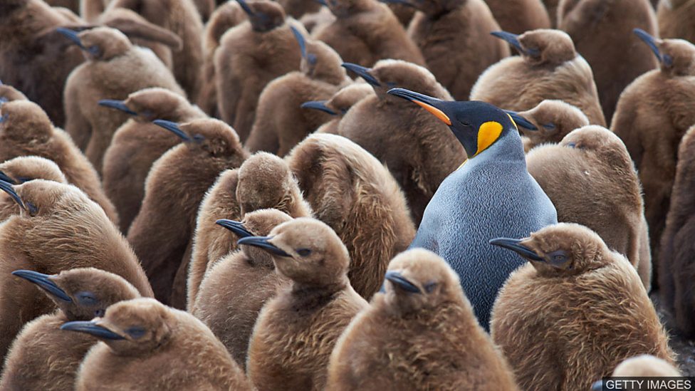 Feature, trait and characteristics 三個和“特征”有關的單詞