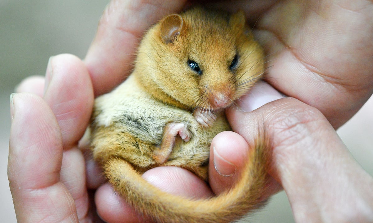 British dormice risk extinction 英國睡鼠面臨絕種危機