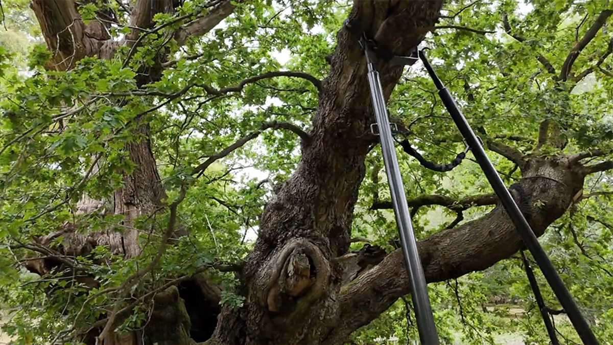 Can DNA of 800-year-old oak help save future forests? 八百歲古橡樹的 DNA 能幫助我們拯救未來的森林嗎?