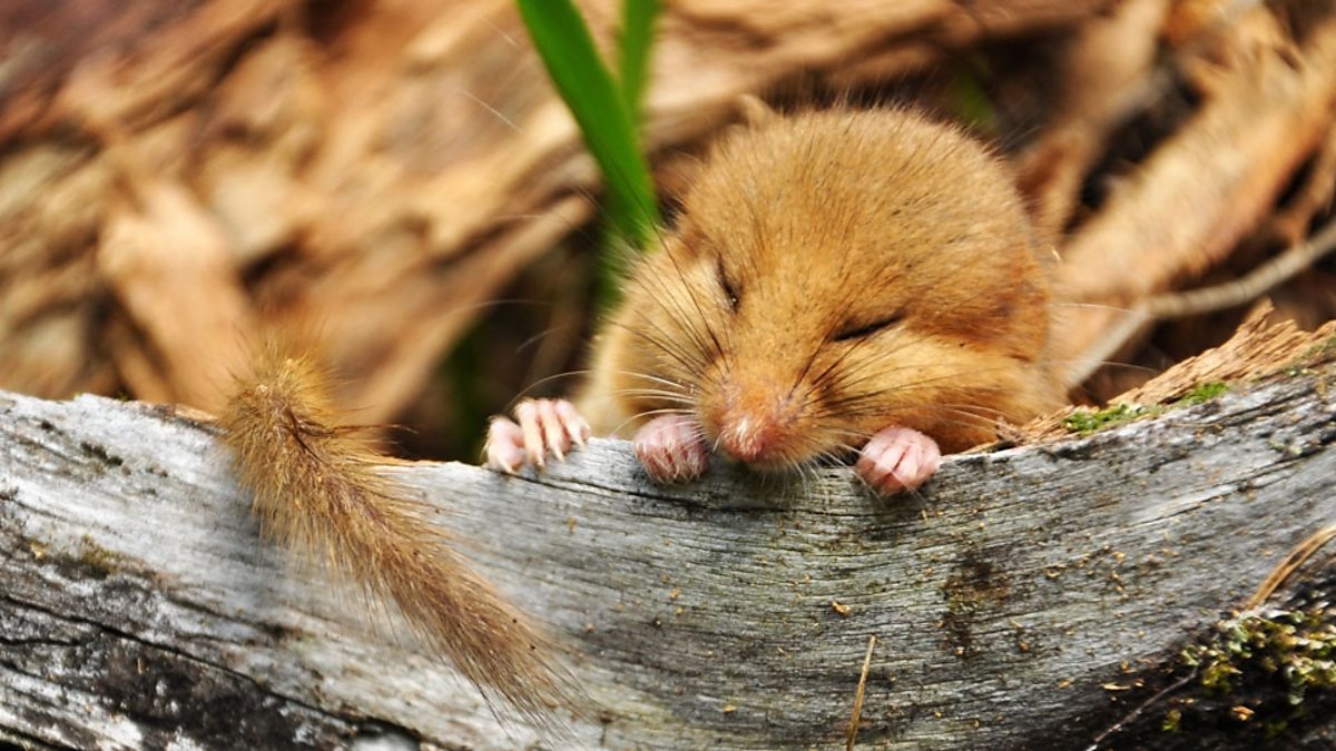 British dormice risk extinction 英國睡鼠面臨絕種危機